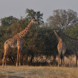 Donald Trump Is an Animal